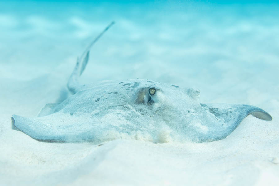 Southern Stingray Southern Stingray