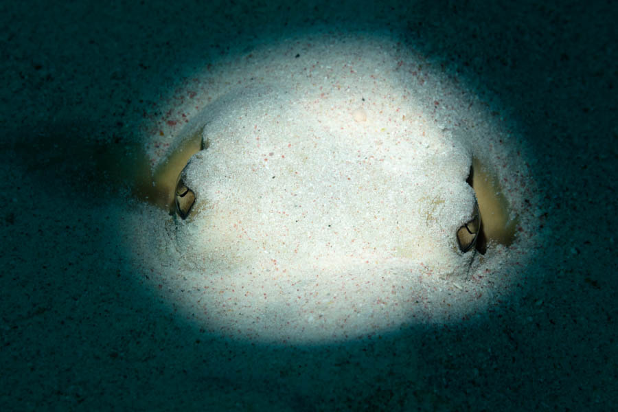 Southern Stingray Southern Stingray