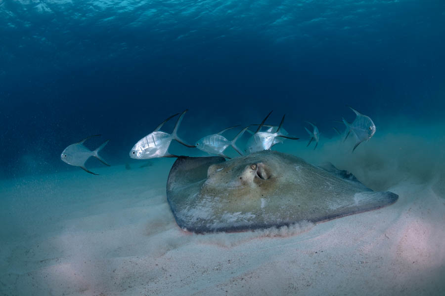 Southern Stingray with Palometas Southern Stingray with Palometas