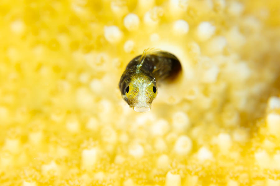 Spinyhead Blenny Spinyhead Blenny