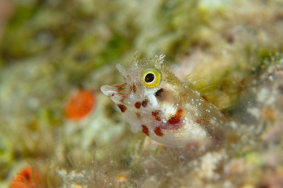 Spinyhead Blenny Spinyhead Blenny