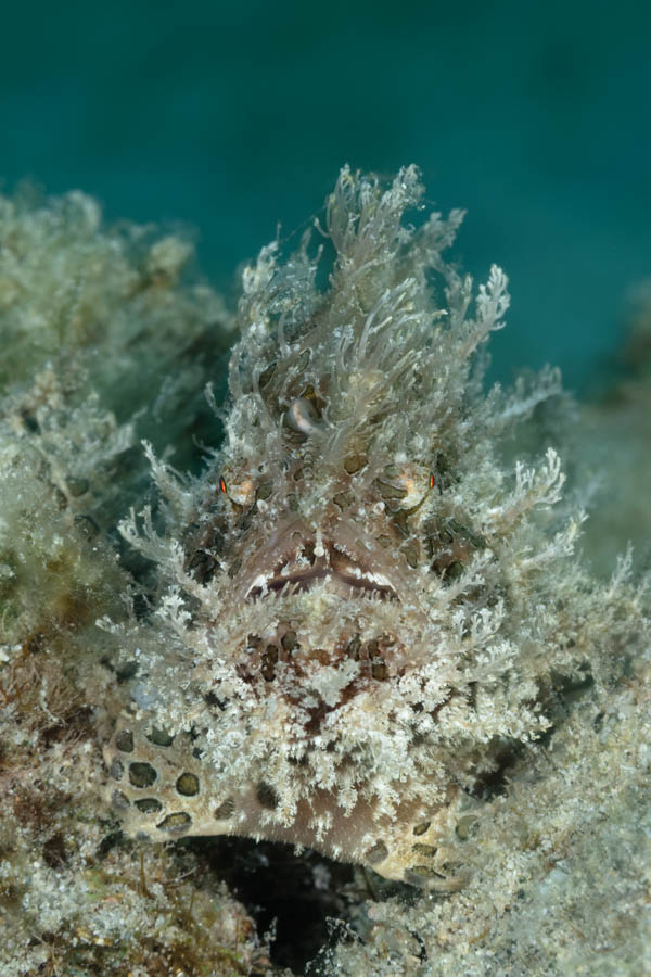 Splitlure Frogfish Splitlure Frogfish