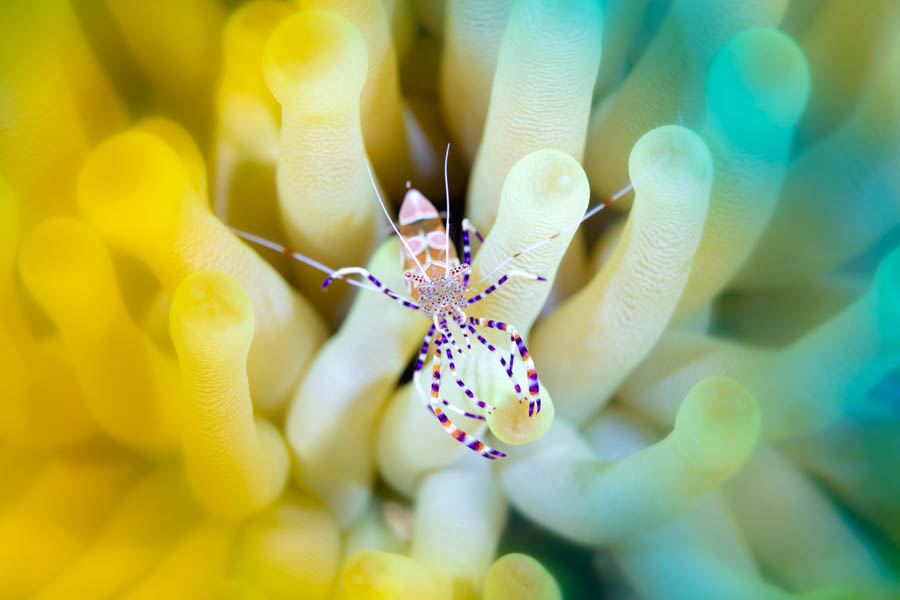 Spotted Cleaner Shrimp Spotted Cleaner Shrimp