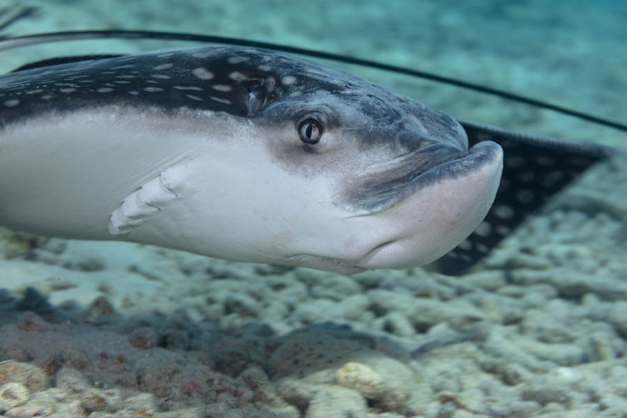 Spotted Eagle Ray Spotted Eagle Ray