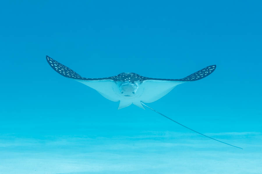Spotted Eagle Ray Spotted Eagle Ray
