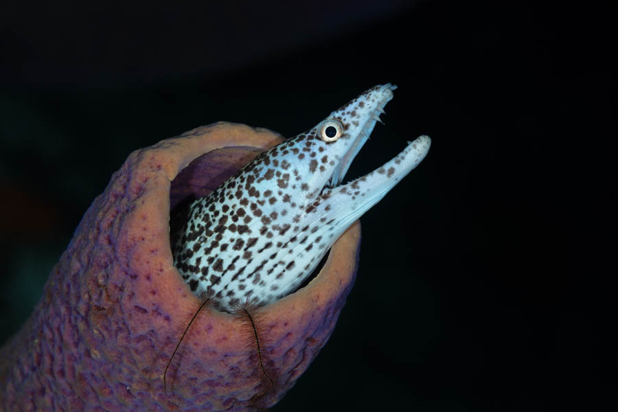 Spotted Moray Spotted Moray
