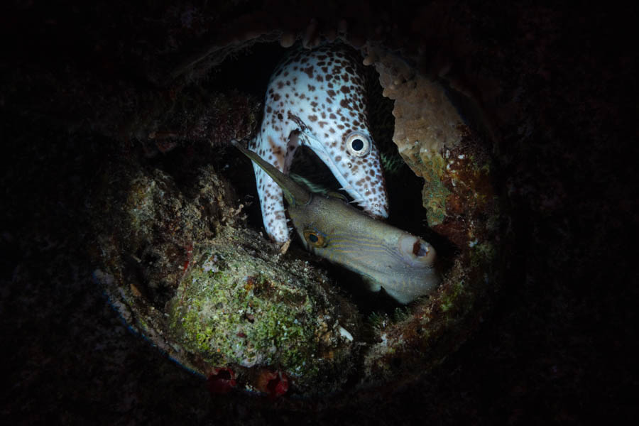 Spotted Moray & Orangespotted Filefish Spotted Moray & Orangespotted Filefish
