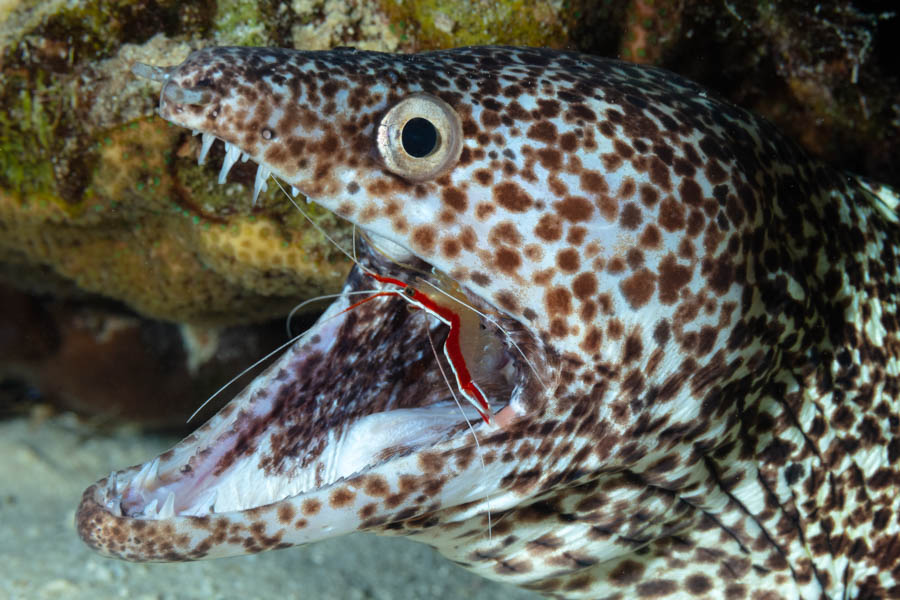 Spotted Moray with a Scarlet-Striped Cleaner Shrimp Spotted Moray with a Scarlet-Striped Cleaner Shrimp