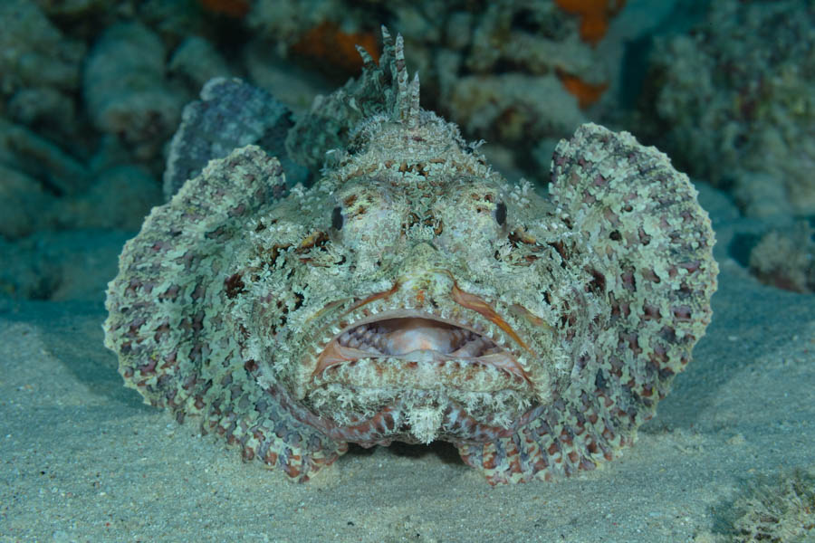 Spotted Scorpionfish Spotted Scorpionfish