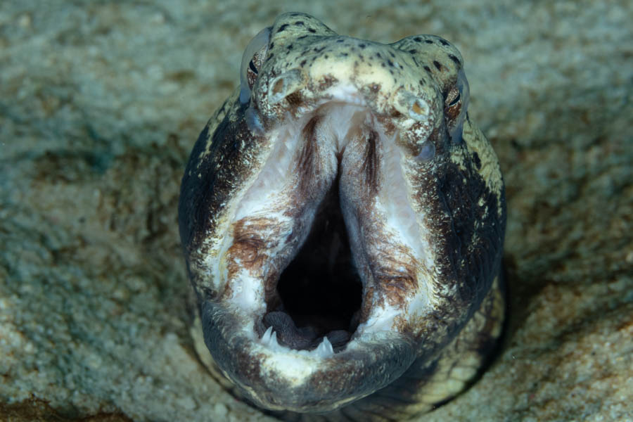 Spotted Snake Eel Spotted Snake Eel