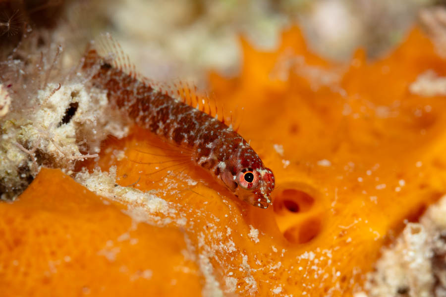 Springer's Blenny Springer's Blenny