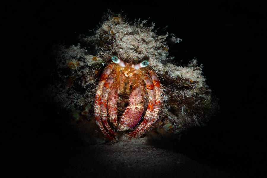 Stareye Hermit Crab Stareye Hermit Crab
