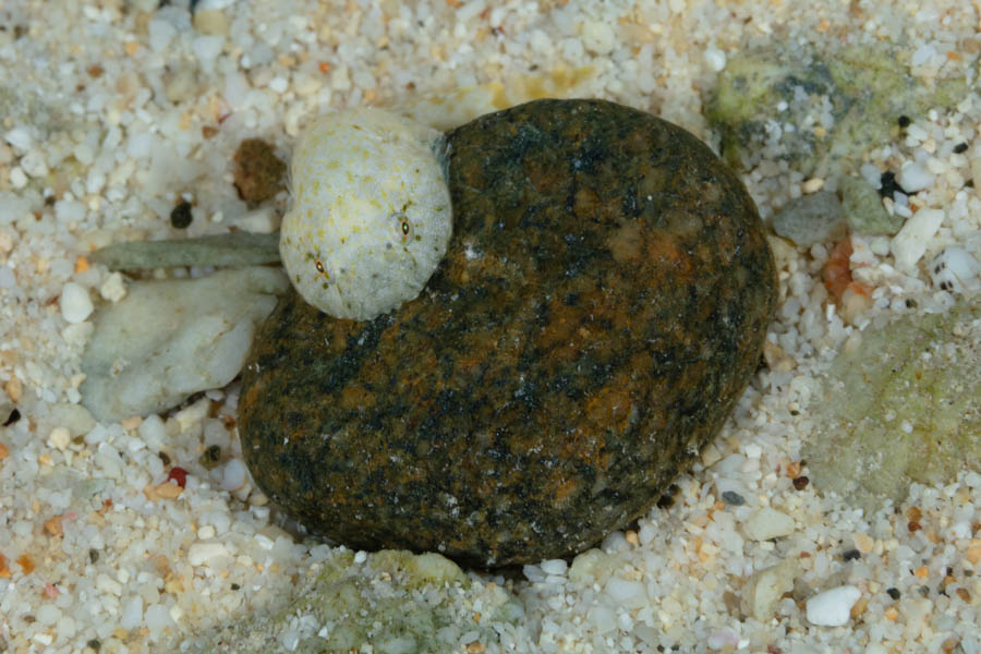 Stippled Clingfish Stippled Clingfish