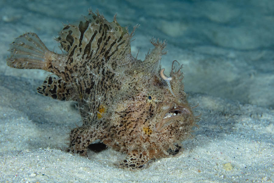 Striated Frogfish Striated Frogfish