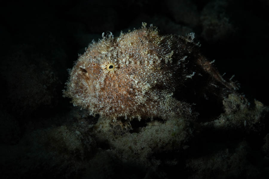 Striated Frogfish Striated Frogfish