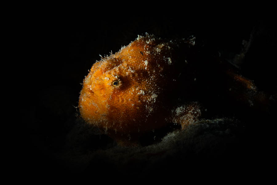 Striated Frogfish Striated Frogfish