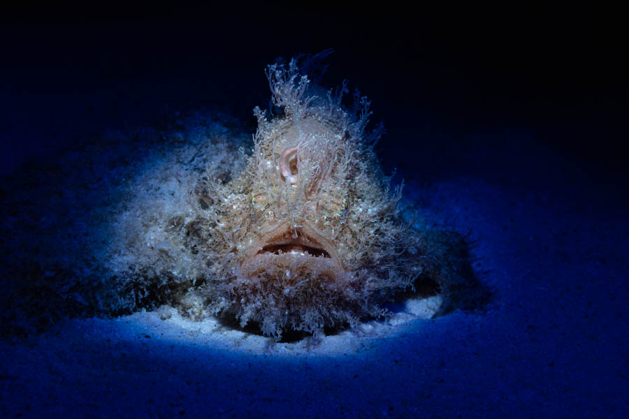 Striated Frogfish Striated Frogfish
