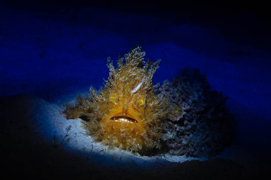 Striated Frogfish Striated Frogfish
