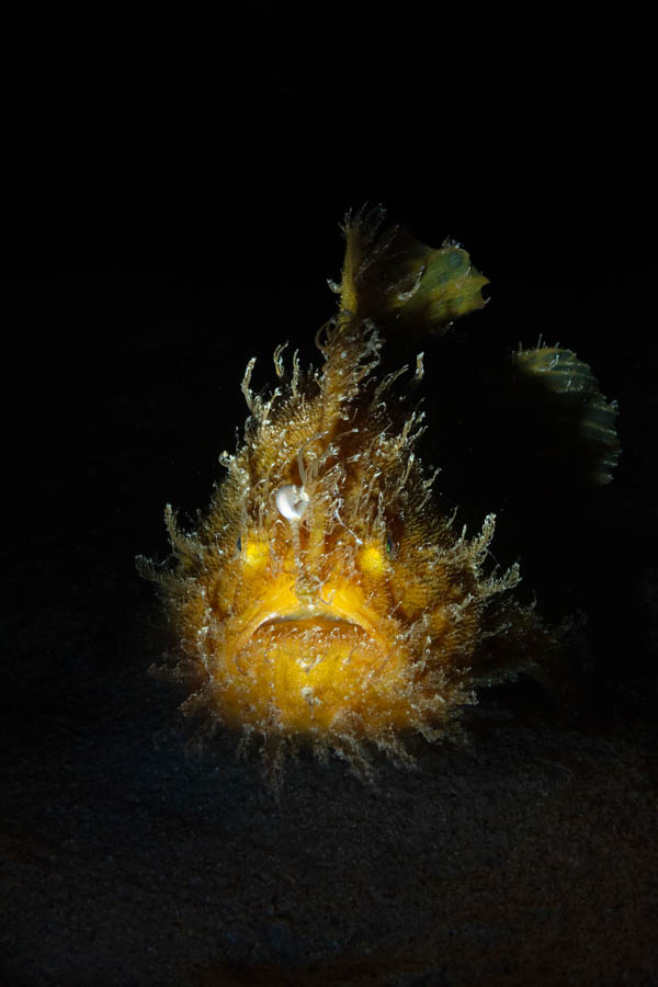 Striated Frogfish Striated Frogfish