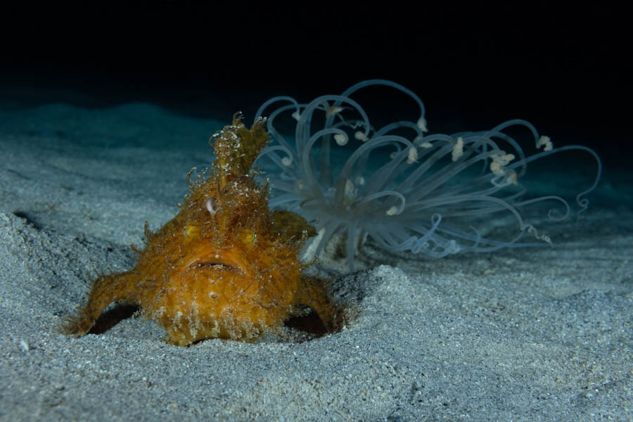 Striated Frogfish Striated Frogfish
