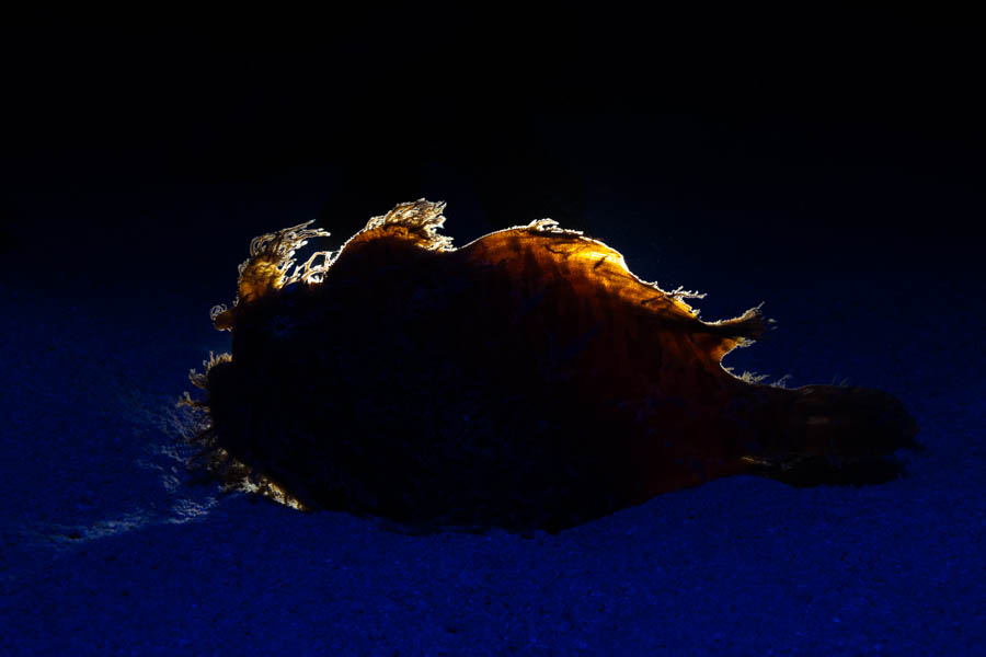 Striated Frogfish Striated Frogfish