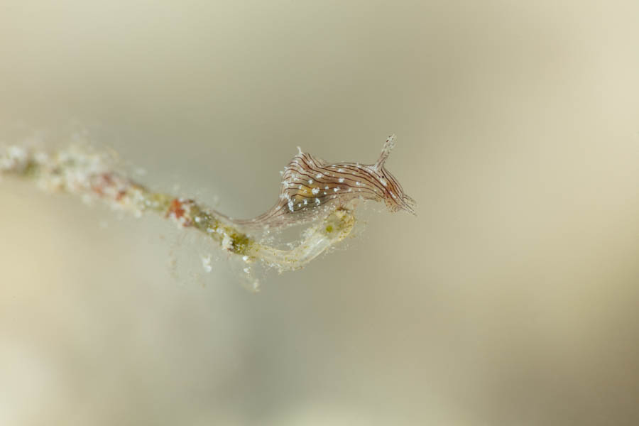 Striated Seahare Striated Seahare