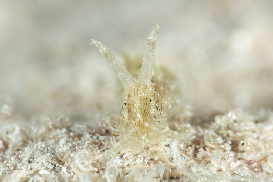 Striated Seahare Striated Seahare