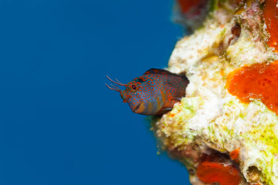 Tessellated Blenny Tessellated Blenny