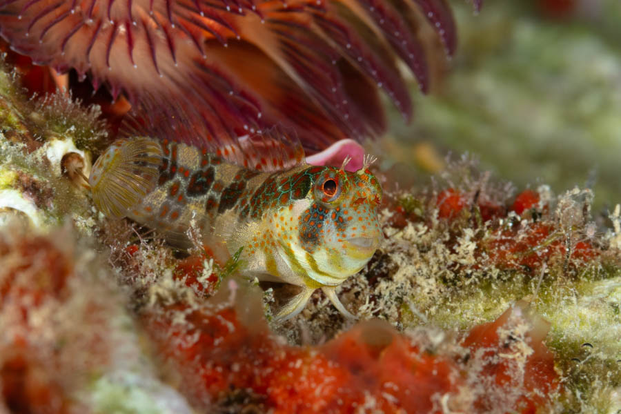 Tessellated Blenny Tessellated Blenny