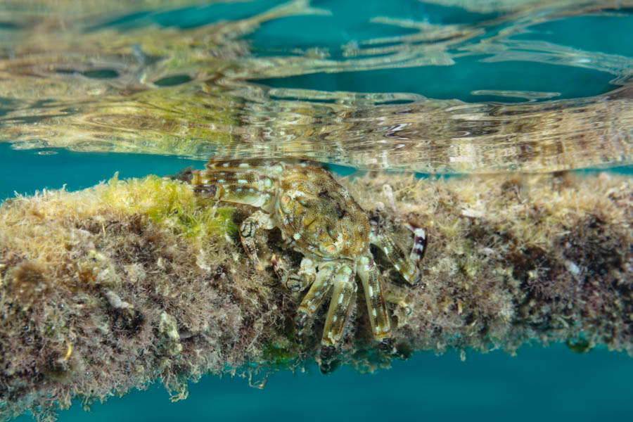 Tidal Spray Crab Tidal Spray Crab