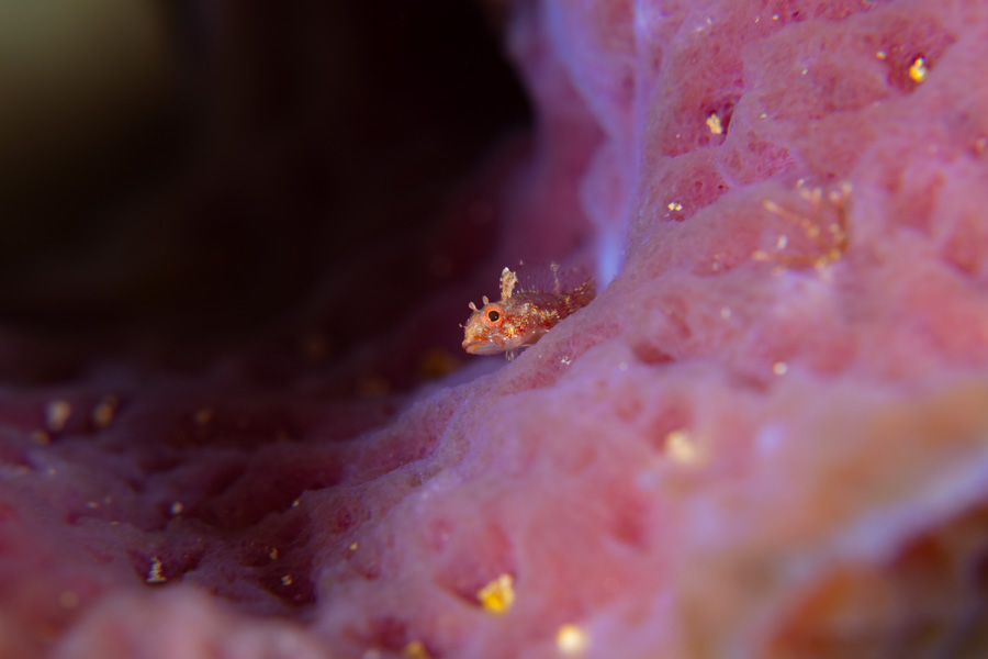 Tiny Blackedge Triplefin Tiny Blackedge Triplefin