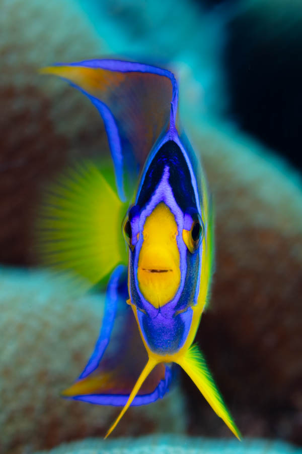 Vibrant Reef Angel Vibrant Reef Angel