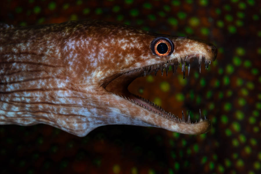 Viper Moray Eel Viper Moray Eel