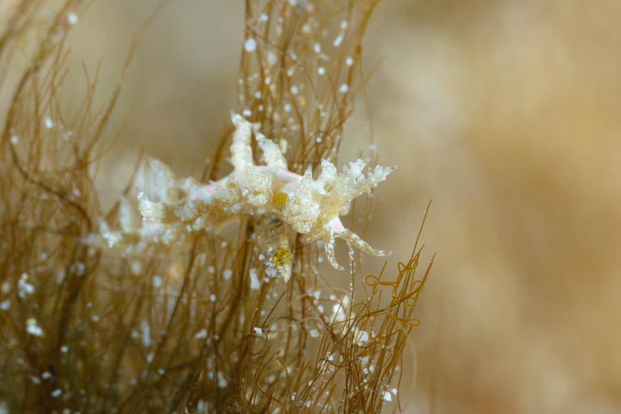 Warty Baeolidia Warty Baeolidia