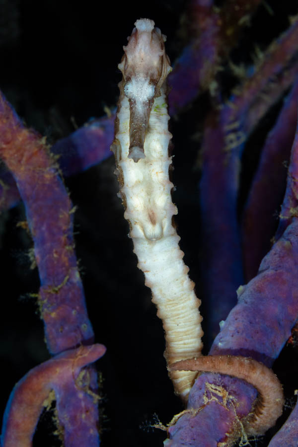 White Longsnout Seahorse White Longsnout Seahorse