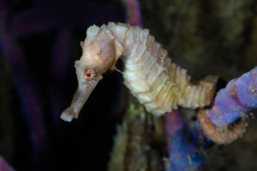 White Longsnout Seahorse White Longsnout Seahorse