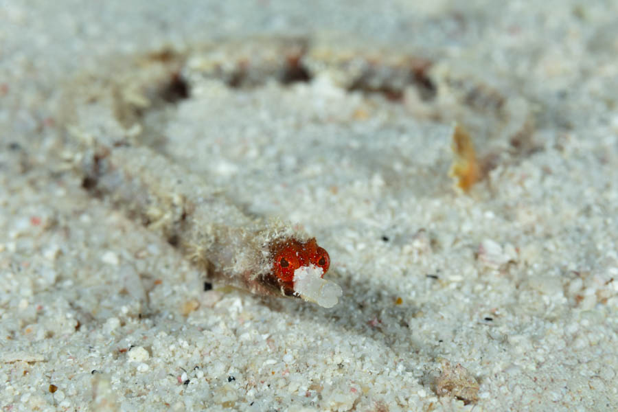 Whitenose Pipefish Whitenose Pipefish