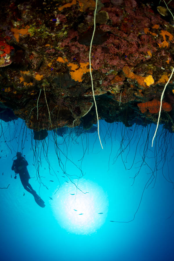 Wire Coral at the Cliff Wire Coral at the Cliff