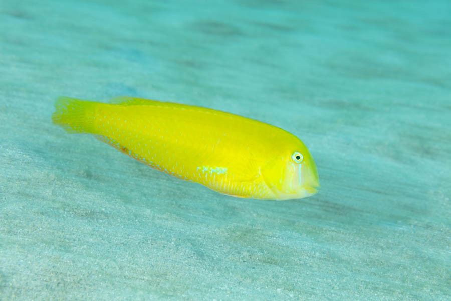 Yellow Green Razorfish Yellow Green Razorfish