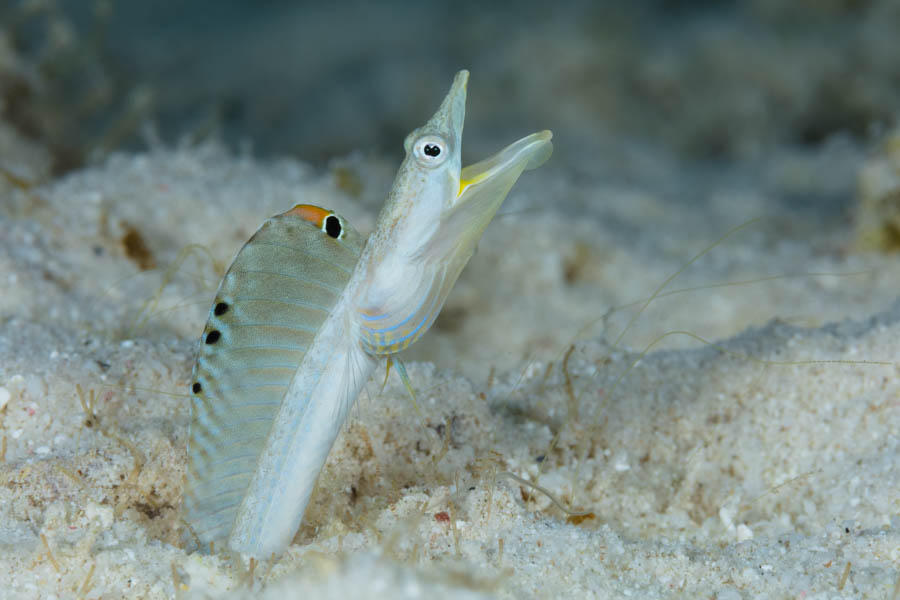 Yellowface Pikeblenny Displaying Yellowface Pikeblenny Displaying