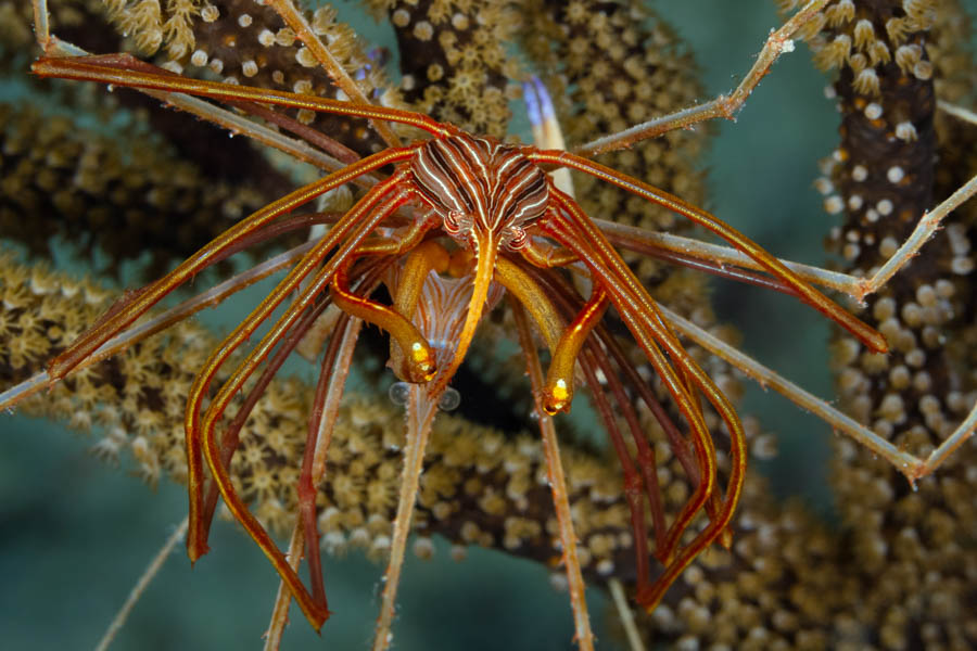 Yellowline Arrow Crab Molting Yellowline Arrow Crab Molting