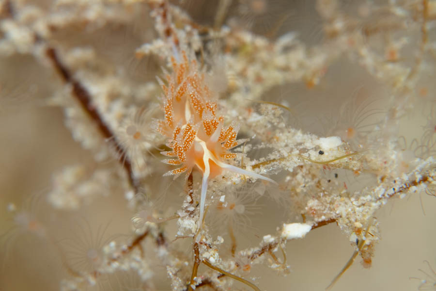 Yellowline Flabellina Yellowline Flabellina