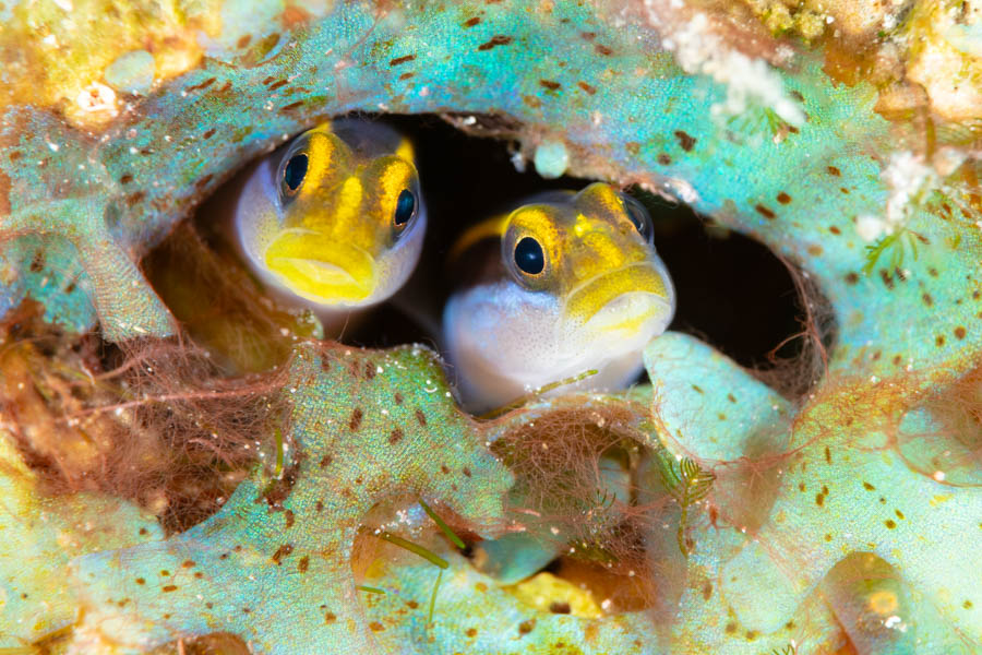 Yellownose Gobies Yellownose Gobies
