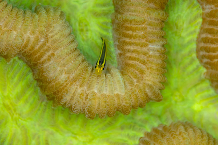 Yellownose Goby Yellownose Goby