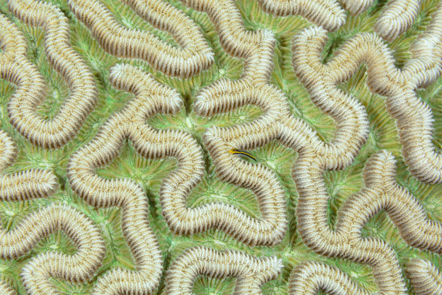 Yellownose Goby Yellownose Goby