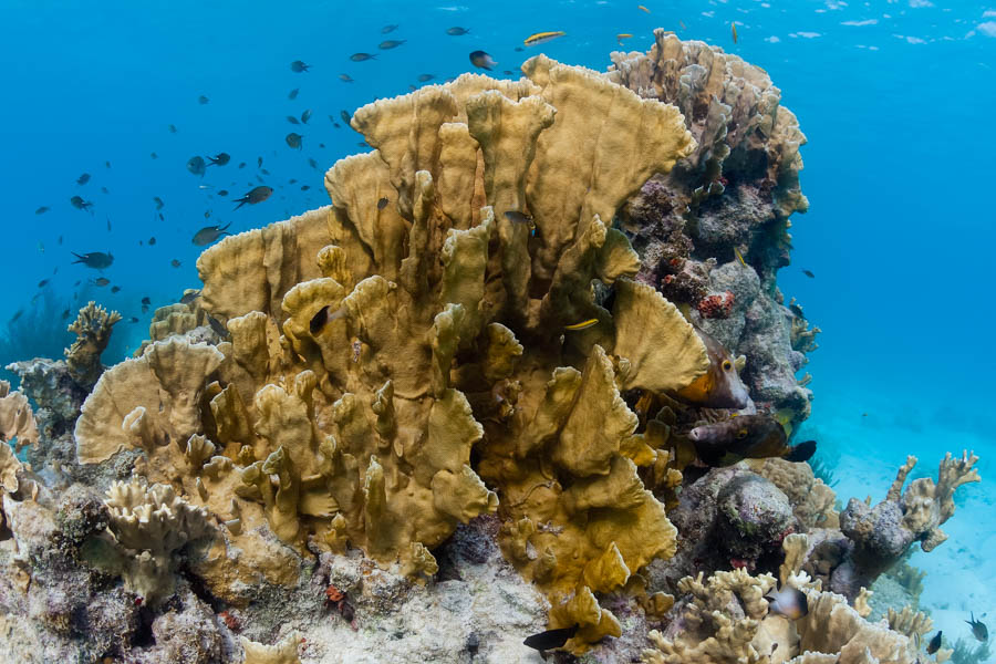 Corals, Algae